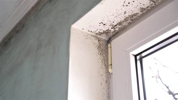 Professional Mold Removal in Maryville, IL